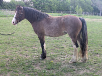 Vente de poney